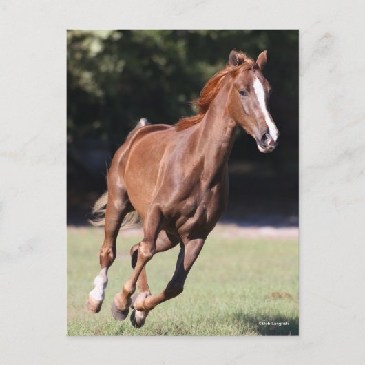Carte Postale Bob Langrish | Tennessee Walker Testnut Running (Devant)