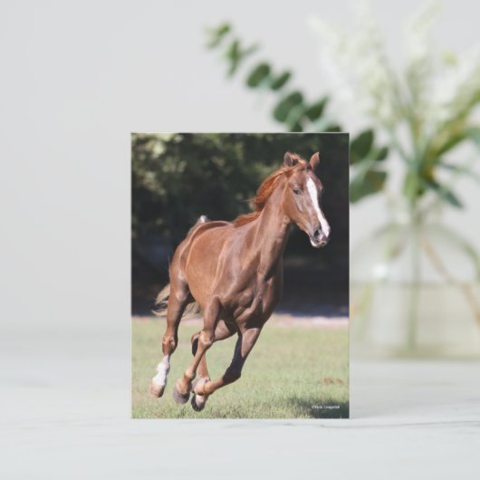 Carte Postale Bob Langrish | Tennessee Walker Testnut Running (Debout devant)