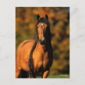 Carte Postale Bob Langrish | Tête de tête du ponton de Chocktaw (Devant)