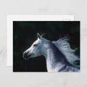 Carte Postale Bob Langrish | Tirage arabe gris 3 (Devant / Derrière)