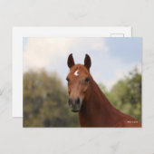 Carte Postale Bob Langrish | Tirage de châtaignier Oldenburg (Devant / Derrière)