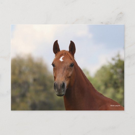 Carte Postale Bob Langrish | Tirage de châtaignier Oldenburg (Devant)