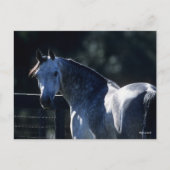 Carte Postale Bob Langrish | Tirage de tête arabe gris-pomme rét (Devant)