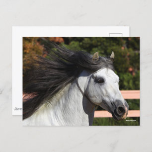 Carte Postale Bob Langrish   Tirage d'écran gris de Stallion and