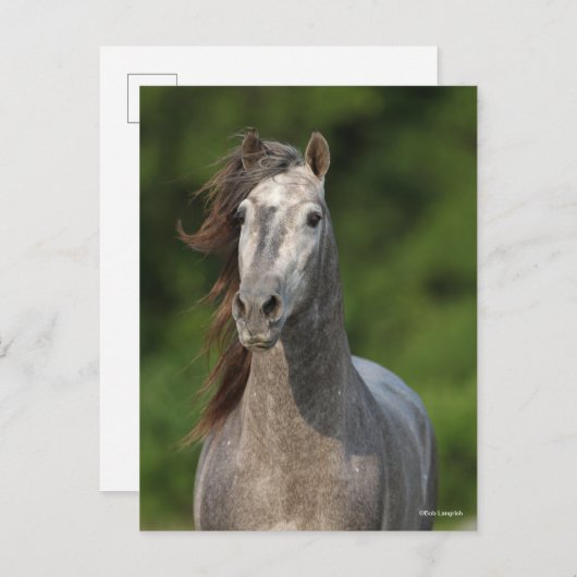 Carte Postale Bob Langrish | Tirage d'un stallion andalou gris (Devant / Derrière)