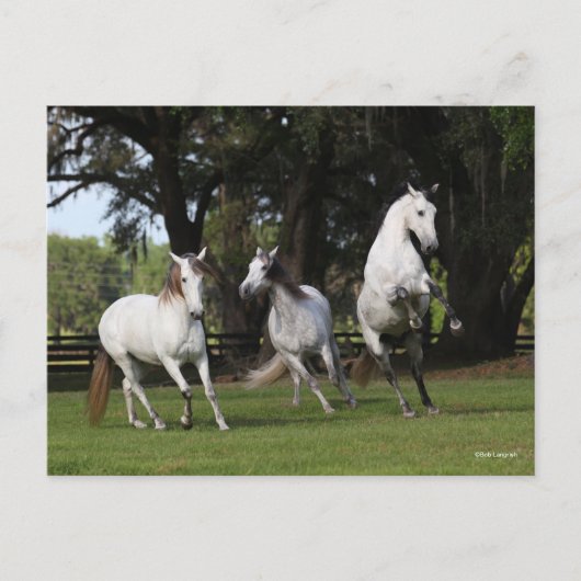 Carte Postale Bob Langrish | Trois Andalous gris sautant (Devant)