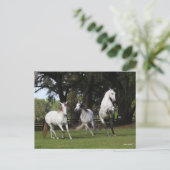 Carte Postale Bob Langrish | Trois Andalous gris sautant (Debout devant)