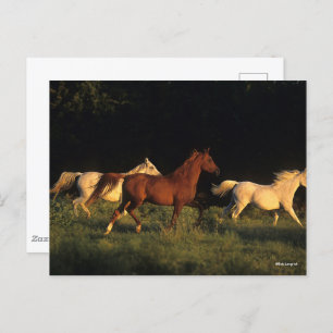 Carte Postale Bob Langrish Trois Arabes Courent Dans La Lumière 