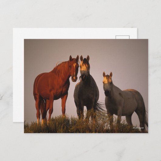 Carte Postale Bob Langrish | Trois Arabes debout au coucher du s (Devant / Derrière)