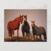 Carte Postale Bob Langrish | Trois Arabes debout au coucher du s (Devant)