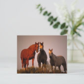 Carte Postale Bob Langrish | Trois Arabes debout au coucher du s (Debout devant)