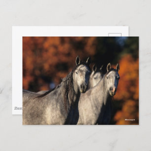 Carte Postale Bob Langrish   Trois Arabes gris se rassemblent