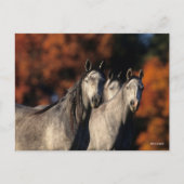 Carte Postale Bob Langrish | Trois Arabes gris se rassemblent (Devant)