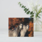 Carte Postale Bob Langrish | Trois Arabes gris se rassemblent (Debout devant)