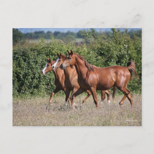 Carte Postale Bob Langrish | Trois Chevaux arabes châtaigniers e (Devant)