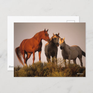 Carte Postale Bob Langrish Trois Chevaux Arabes Debout Au Couche