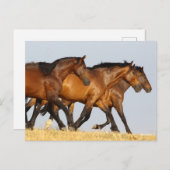 Carte Postale Bob Langrish | Trois Mares andalouses en course (Devant / Derrière)