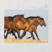 Carte Postale Bob Langrish | Trois Mares andalouses en course (Devant)