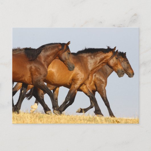 Carte Postale Bob Langrish | Trois Mares andalouses en course (Devant)