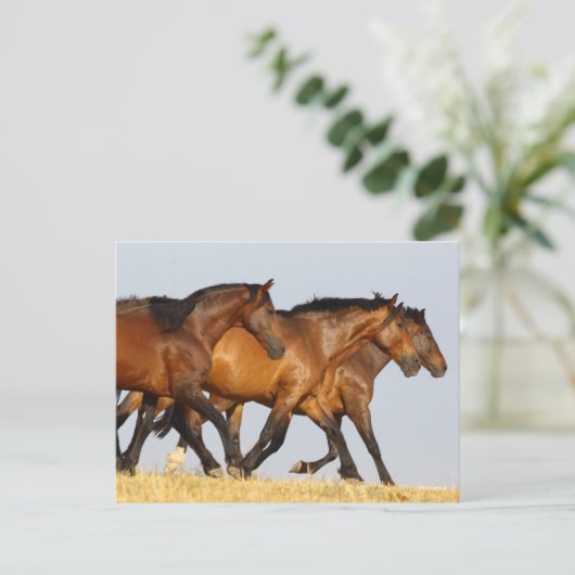 Carte Postale Bob Langrish | Trois Mares andalouses en course (Debout devant)