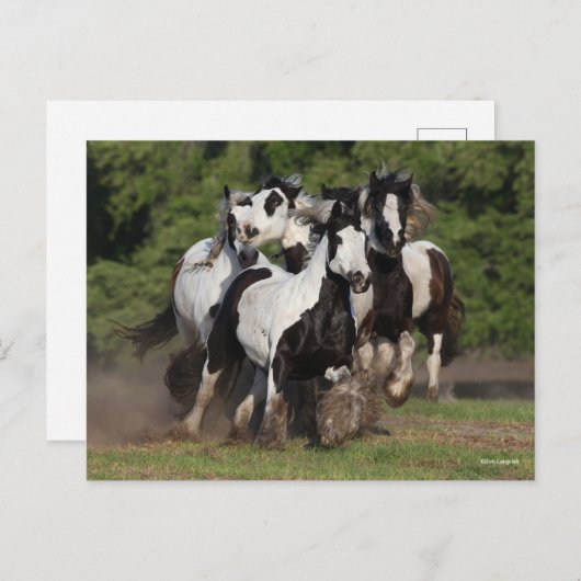 Carte Postale Bob Langrish | Troupeau De Chevaux De Vannières Ts (Devant / Derrière)