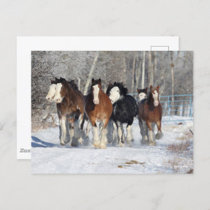 Carte Postale Bob Langrish   Troupeau De Clydesdales En Neige