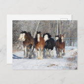 Carte Postale Bob Langrish | Troupeau De Clydesdales En Neige (Devant / Derrière)