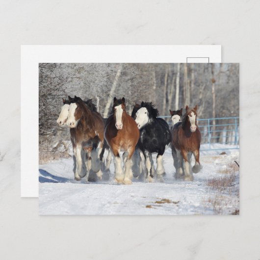 Carte Postale Bob Langrish | Troupeau De Clydesdales En Neige (Devant / Derrière)