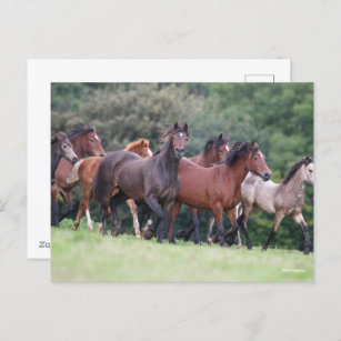 Carte Postale Bob Langrish   Troupeau de poneys gallois en campa