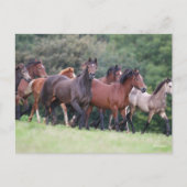 Carte Postale Bob Langrish | Troupeau de poneys gallois en campa (Devant)