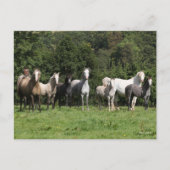 Carte Postale Bob Langrish | Troupeau De Ponies Galloises Debout (Devant)