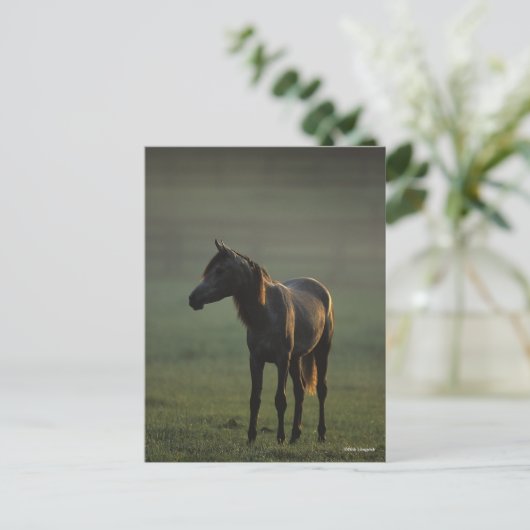 Carte Postale Bob Langrish | Un Arabe debout dans le fond de la  (Debout devant)