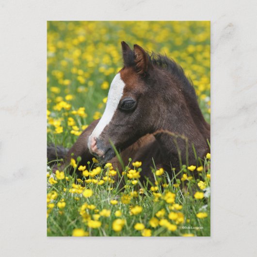 Carte Postale Bob Langrish | Welsh Pony Foal Lying In Grass (Devant)