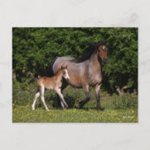 Carte Postale Bob Langrish | Welsh Pony Mare and Foal Running (Devant)