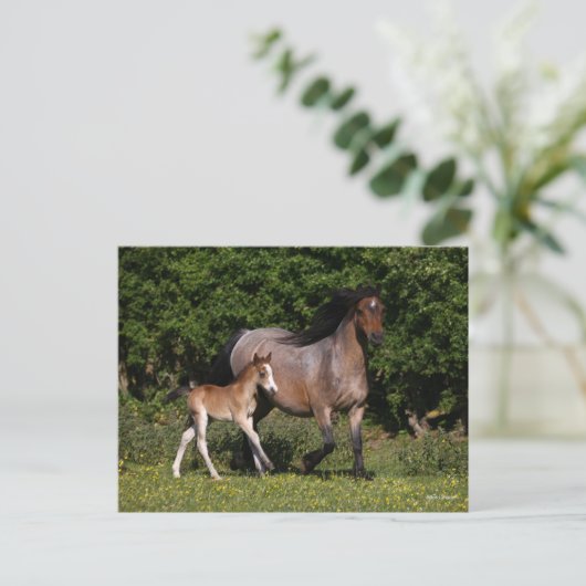 Carte Postale Bob Langrish | Welsh Pony Mare and Foal Running (Debout devant)
