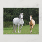Carte Postale Bob Langrish | Welsh Pony Mare et Foie (Devant)