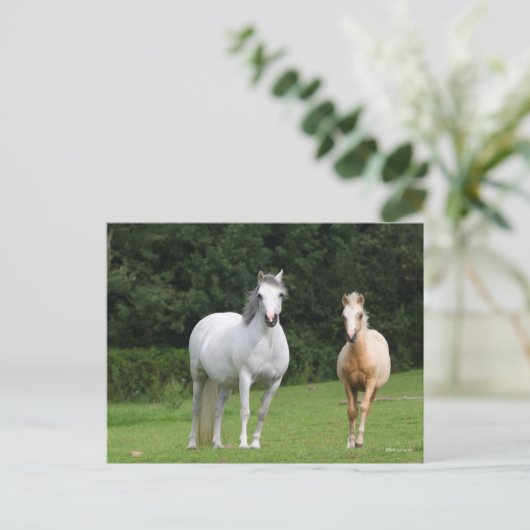 Carte Postale Bob Langrish | Welsh Pony Mare et Foie (Debout devant)