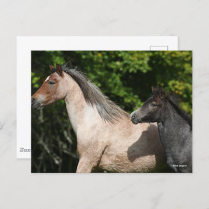 Carte Postale Bob Langrish Welsh Pony Mare et Foie Headshot