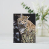 Carte Postale Bobcat (Debout devant)