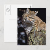 Carte Postale Bobcat (Devant / Derrière)