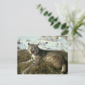 Carte postale Bobcat (Debout devant)