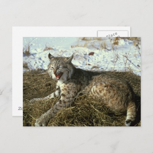 Carte postale Bobcat (Devant / Derrière)