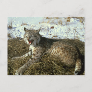 Carte postale Bobcat