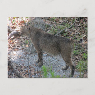 Carte postale Bobcat