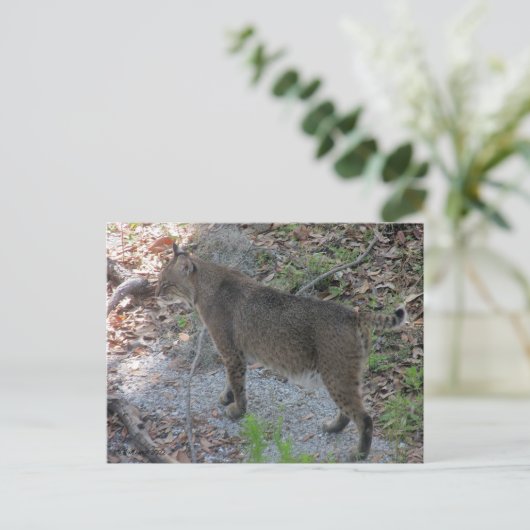 Carte postale Bobcat (Debout devant)