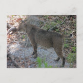 Carte postale Bobcat (Devant)