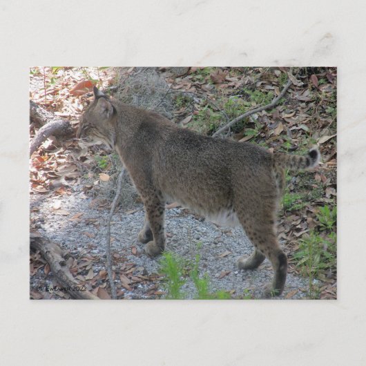 Carte postale Bobcat (Devant)