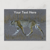 Carte Postale Bobcat (Devant)