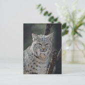 Carte Postale Bobcat (Debout devant)