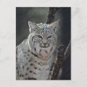 Carte Postale Bobcat (Devant)